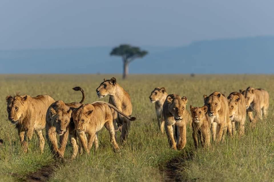 Leruk Maasai Mara Camp Hotel Sekenani Exterior photo